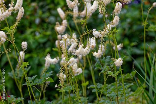 Black snakeroot (Actaea racemosa) known as the black cohosh, black bugbane or fairy candle. Plant native to eastern North America. photo