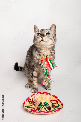 Gatitos patrios