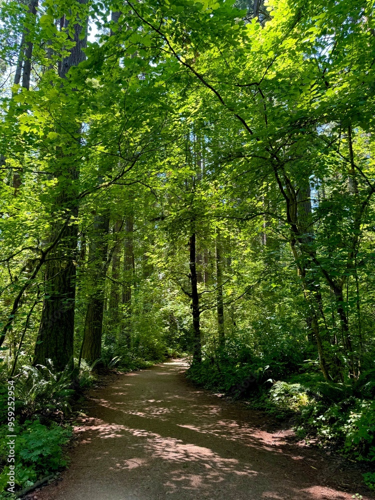 Obraz premium path in the forest