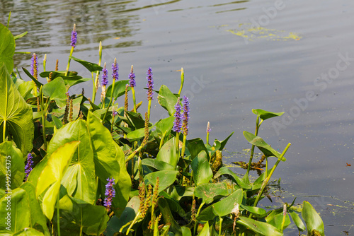 Pickerelweed, Pickerel Rush Water hyacinth (Pontederia cordata). The pickerelweed    or pickerel weed ,native amerivan flowers