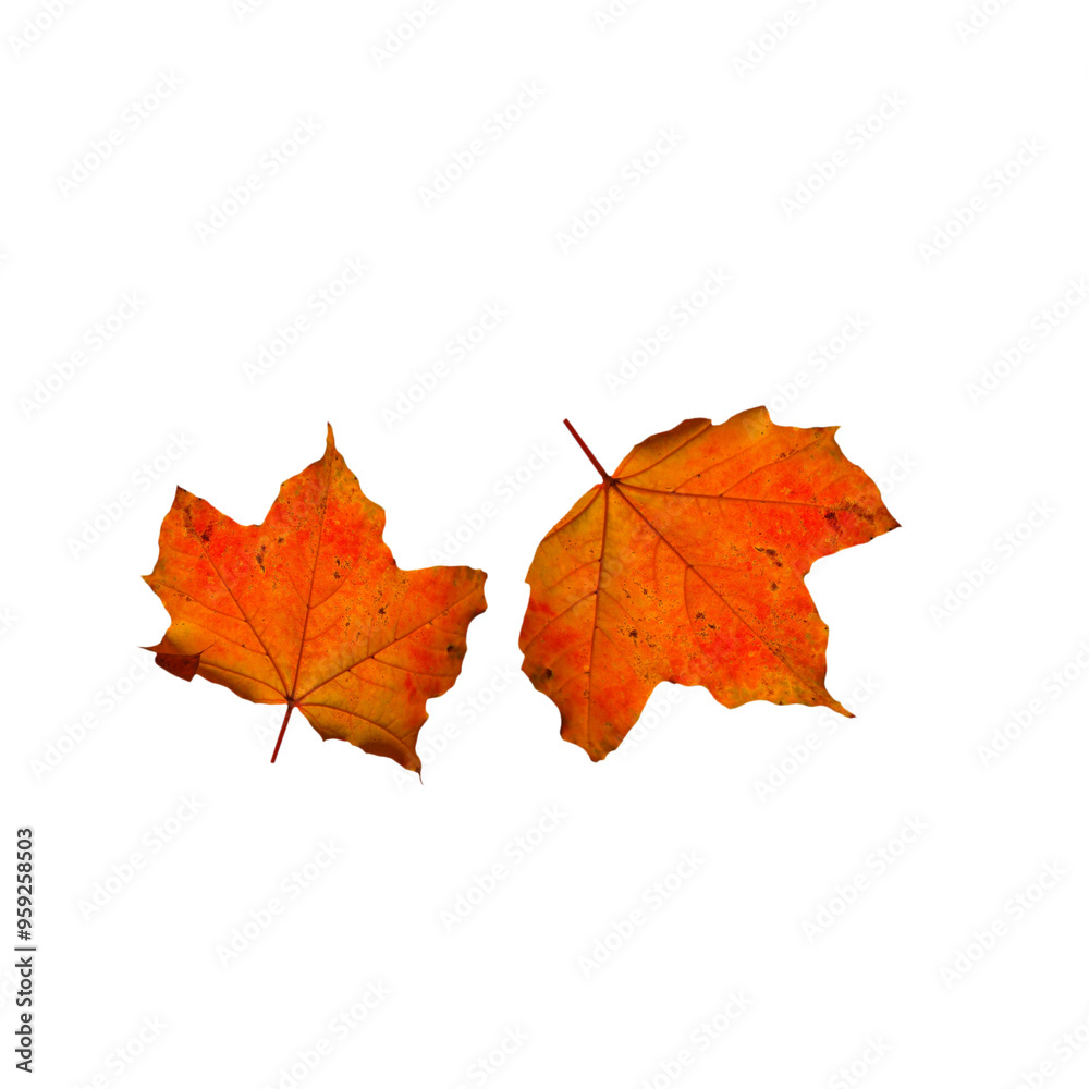 autumn maple leaf PNG, red leaves isolated on white transparent background autumn maple leaf PNG, red leaves isolated on white transparent background