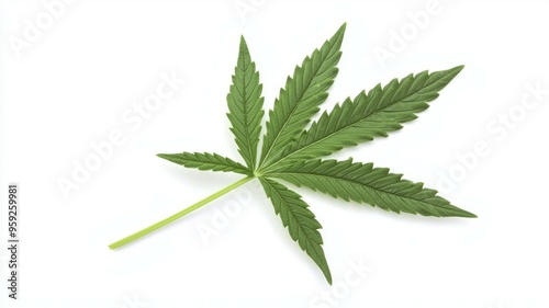 A leaf of a marijuana plant photo