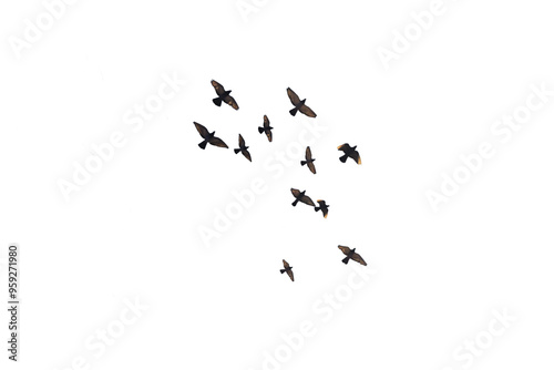 flying pigeon PNG, group of flying birds, pigeons isolated with transparent background.png photo