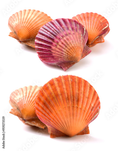 Raw scallop on white background 