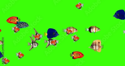 3d Tropical fishes and gold fishes swim in the water animation on the chroma key, freshwater tropical fish species floating rendering in the water on a green screen background