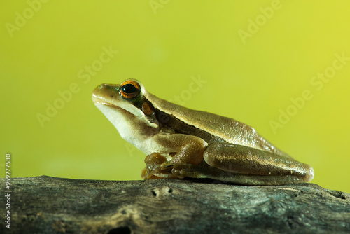 Montevideo Treefrog, Hyla Pulchela,  La Pampa, Patagonia,Argentina. photo