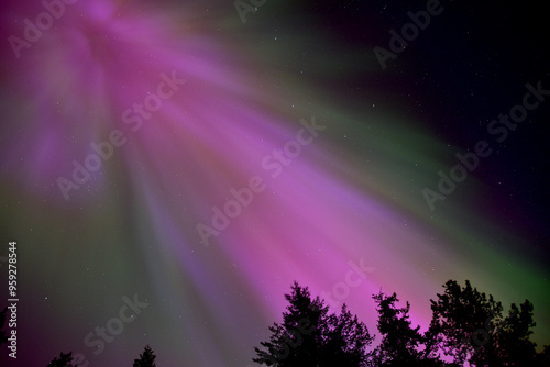 Pink Aurora Borealis with hints of green and silhouetted trees