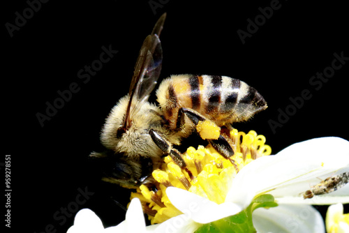 Abelha africana polonizando e colhendo néctar em detalhes macro foto  photo