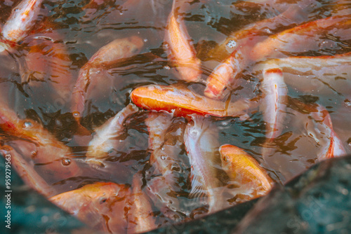 Konstfotografi A group of red tilapia fish (Oreochromis niloticus) swimming in a murky aquacult