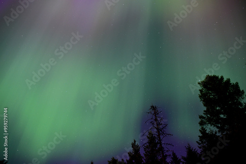 Green Aurora Borealis with tree Silhouette