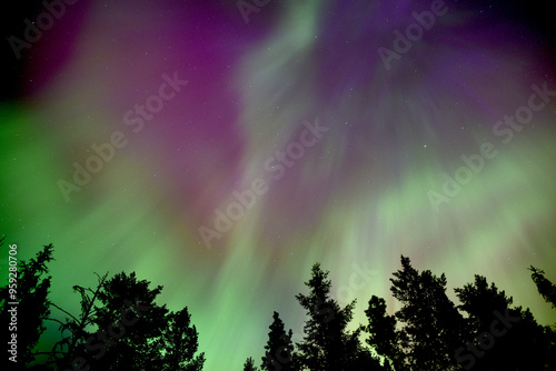 Green and pink aurora with trees silhouette