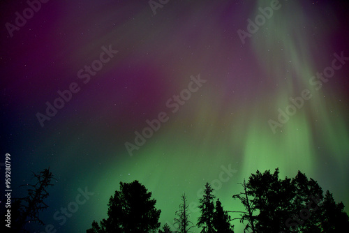 Green Aurora Above the trees