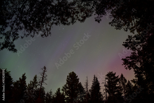 Aurora Borealis Sky Looking through the Trees