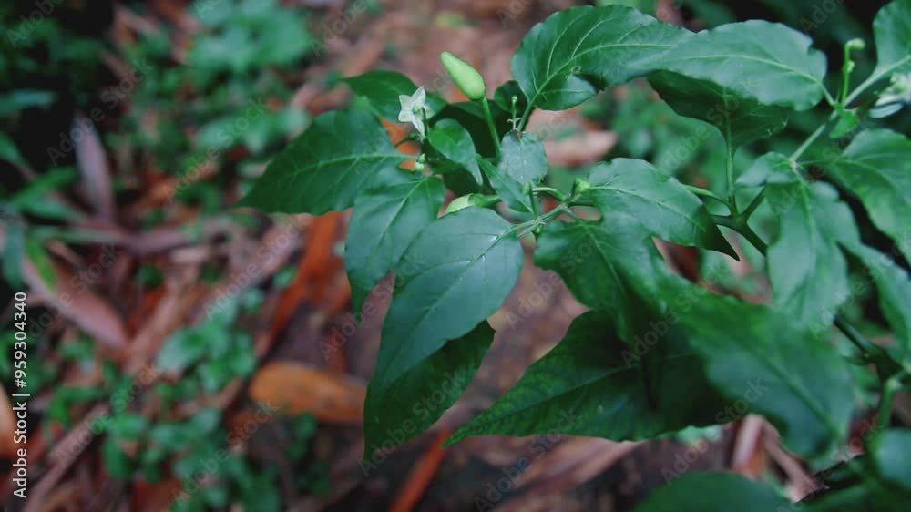 closeup of chili plant leaves, chili plants in organic farming, green chili plants in farmer's field, green chilies starting to grow on the plants