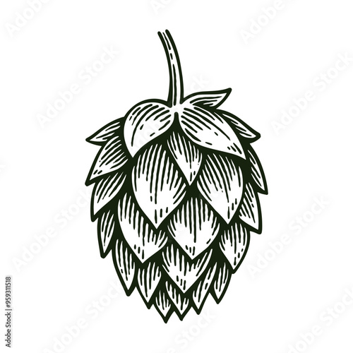 Hand Drawn Hop, Humulus Lupulus Line Art Engraving Style Vector Illustration