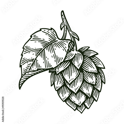 Hand Drawn Hop, Humulus Lupulus Line Art Engraving Style Vector Illustration
