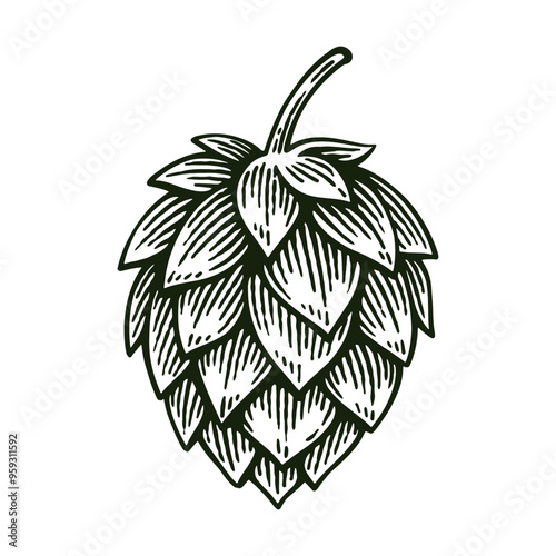 Hand Drawn Hop, Humulus Lupulus Line Art Engraving Style Vector Illustration