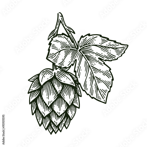 Hand Drawn Hop, Humulus Lupulus Line Art Engraving Style Vector Illustration
