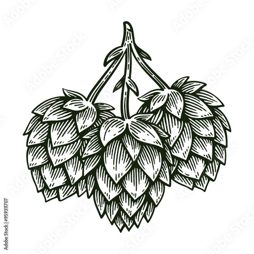 Hand Drawn Hop, Humulus Lupulus Line Art Engraving Style Vector Illustration