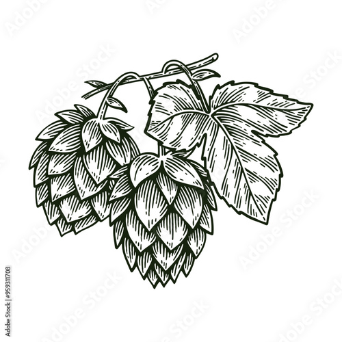 Hand Drawn Hop, Humulus Lupulus Line Art Engraving Style Vector Illustration