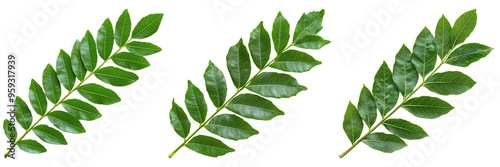 Green Curry Leaves Isolated on Transparent Background