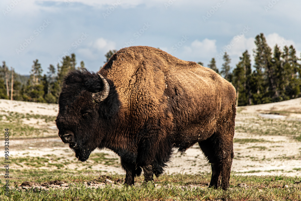 Buffalo at Old Faithful Inn in Yellowstone