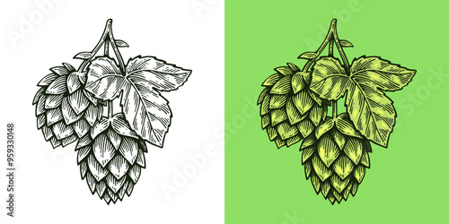 Hand Drawn Hop, Humulus Lupulus Line Art Engraving Style Vector Illustration
