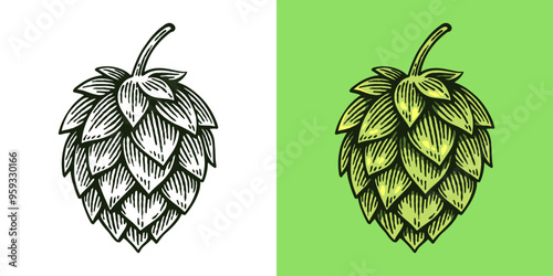 Hand Drawn Hop, Humulus Lupulus Line Art Engraving Style Vector Illustration