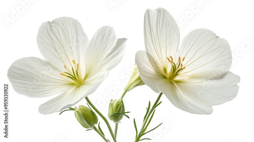 White evening primrose isolated on white background Oenothera speciosa : Generative AI photo