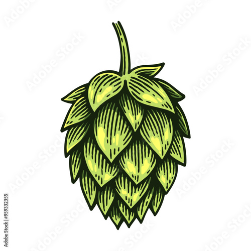 Hand Drawn Hop, Humulus Lupulus Line Art Engraving Style Vector Illustration