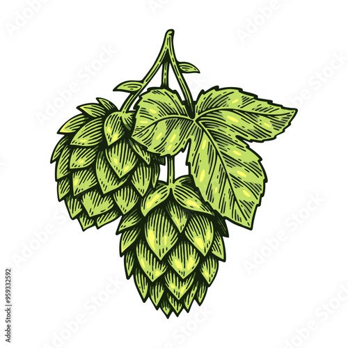 Hand Drawn Hop, Humulus Lupulus Line Art Engraving Style Vector Illustration