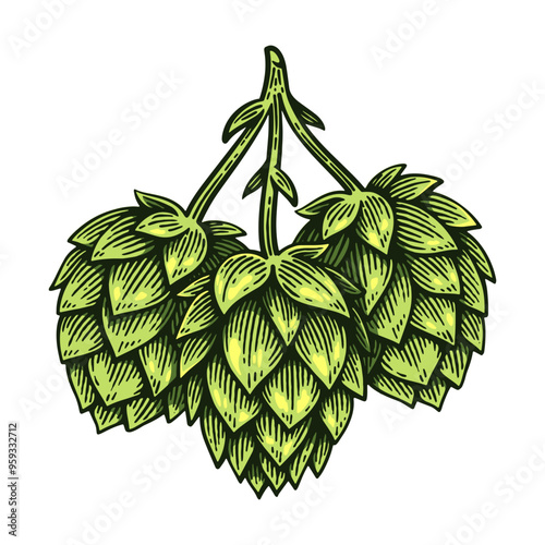 Hand Drawn Hop, Humulus Lupulus Line Art Engraving Style Vector Illustration