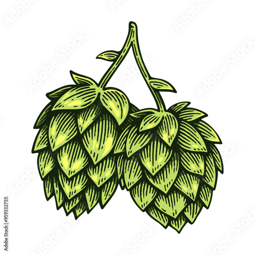 Hand Drawn Hop, Humulus Lupulus Line Art Engraving Style Vector Illustration