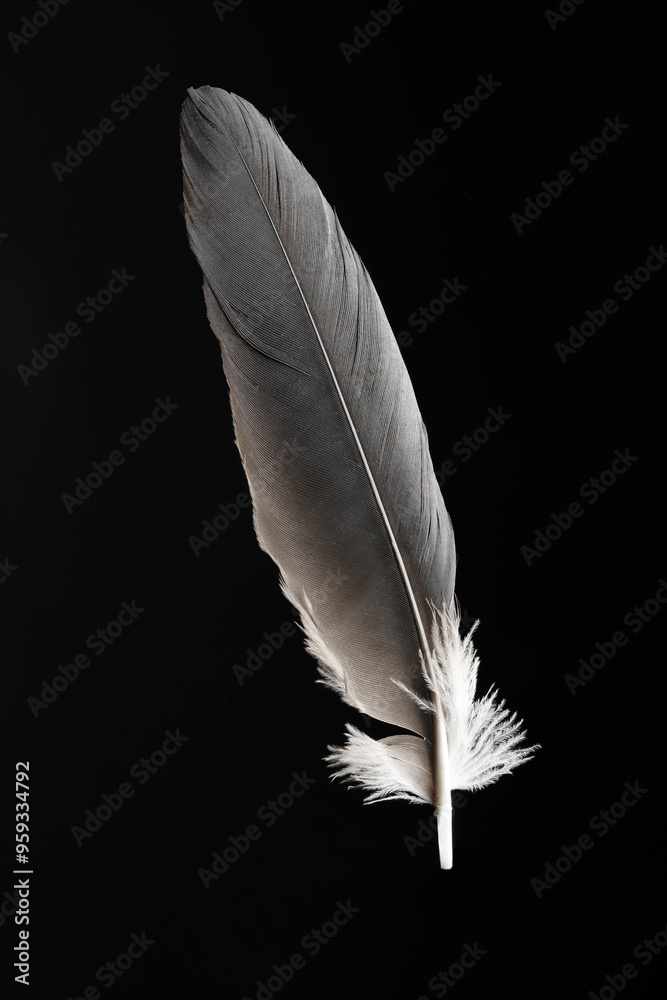 One beautiful bird feather on black background One beautiful bird feather on black background