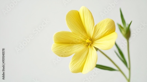 Flower close up of  Oenothera biennis common eveningprimrose evening star sundrop weedy evening primrose German rampion hog weed Kings cureall and feverplant Isolated on white backgrou : Generative AI