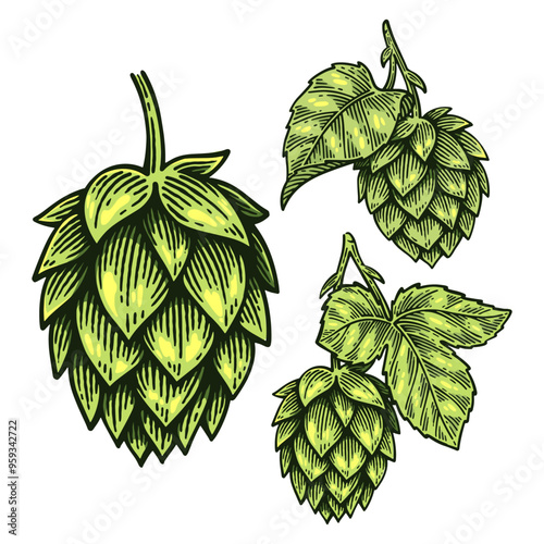 Set of Hand Drawn Hop, Humulus Lupulus Engraving Style Vector Illustration Collection