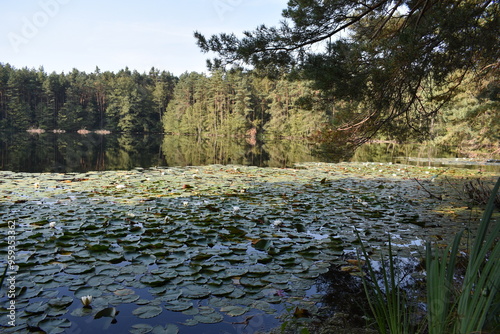 Rosenblätter See