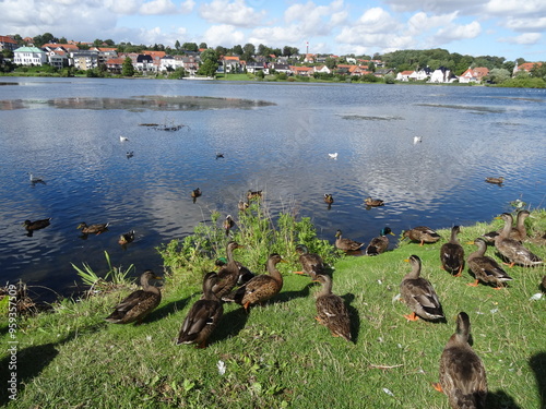Fotografija Ducks on the lake shore - Canards sur les bords du lac
