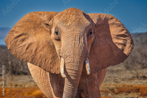 Red elephant, Tsavo National Park photo