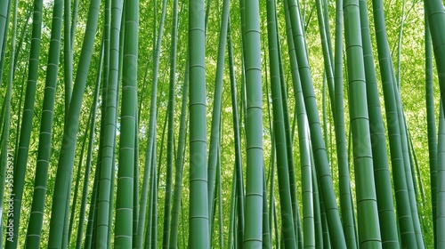 A lush green forest of bamboo trees. The trees are tall and green, and they are spread out across the image. Scene is peaceful and serene, as the bamboo trees create a sense of calm and tranquility