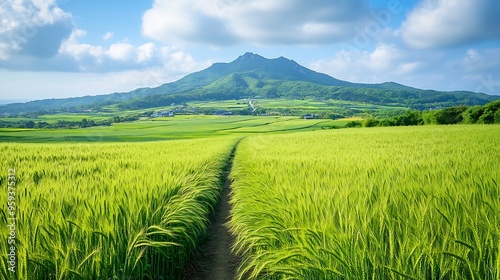 The green barley fields and farm road of Gapado And Mt Halla and Mt Sanbang in Jeju island South Korea : Generative AI photo