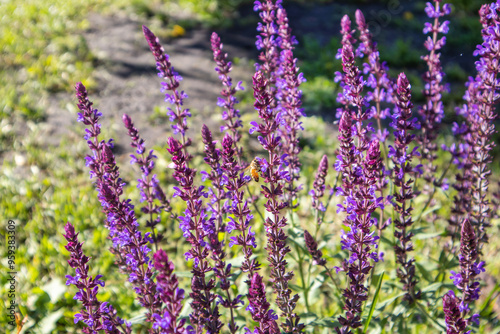 Floral background of lavender blooming in a field, on a sunny summer day, outdoors. Calm bright and relaxing natural landscapes