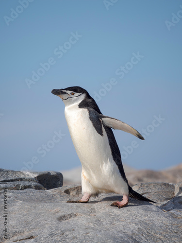 Chinstrap penguin. Antarctica, Palmer Archipelago, Hydrurga Rocks photo