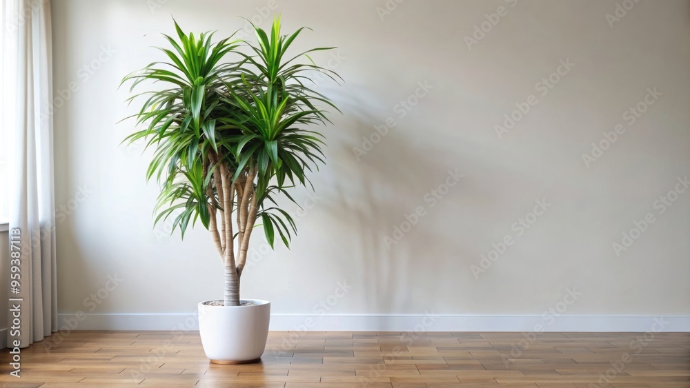 Fototapeta premium Sophisticated and stylish indoor Dracaena tree