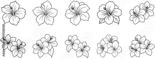 Set of Hibiscus Line Drawings, Coloring Pages