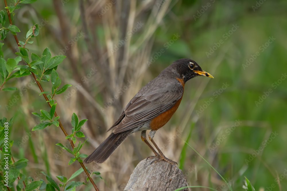 Cute American Robin is perched on a tree with insect in the beak. Cute American Robin is perched on a tree with insect in the beak.