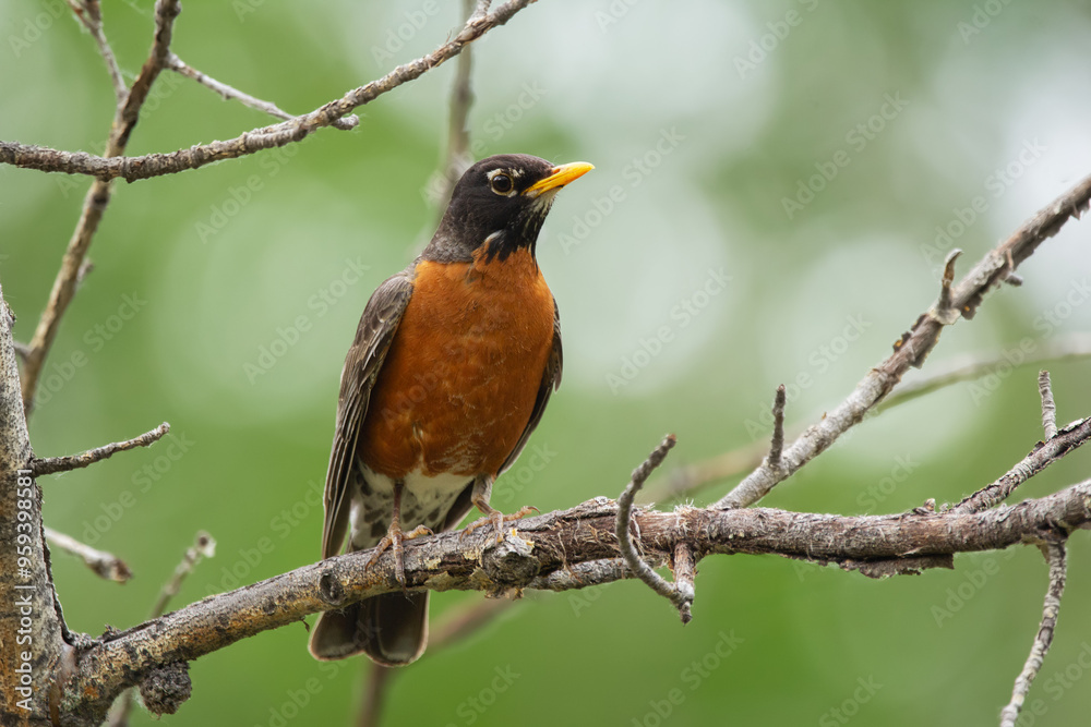 American robin is sitting on a tree branch in summer forest. American robin is sitting on a tree branch in summer forest.