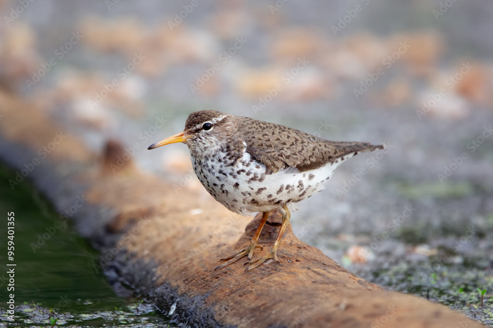 Spotted sandpiper is foraging near water from the log in wetland. Spotted sandpiper is foraging near water from the log in wetland.