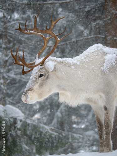 Reindeer covered with snow during the arctic winter. Reindeer Farm near Pyha in Finland north of the polar circle. photo