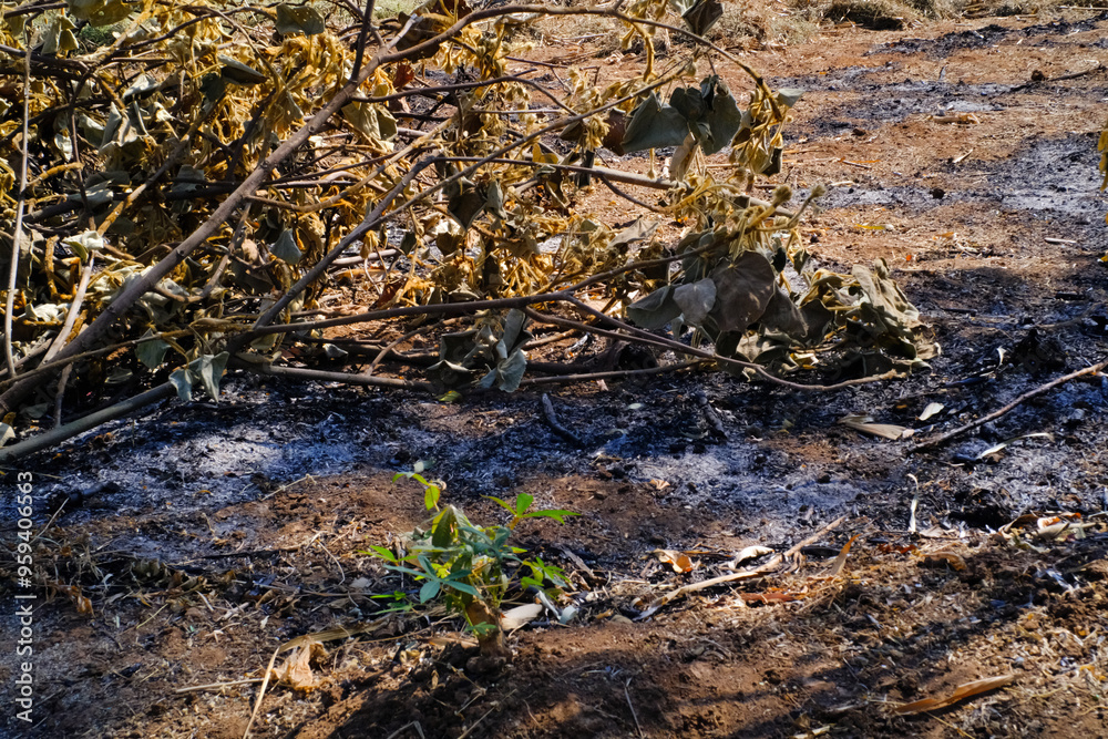 Fototapeta premium Textured Effects scorched land due to forest fires. Land clearing by burning land. Social Issues. Environmental Destruction. Forest Industry. Wallpaper Backgrounds. Textured Detail photography concept